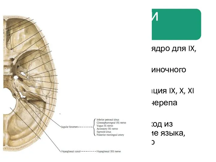 Двойное ядро – общее моторное ядро для IX, X, и черепная часть