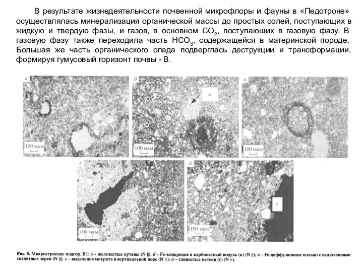 В результате жизнедеятельности почвенной микрофлоры и фауны в «Педотроне» осуществлялась минерализация органической