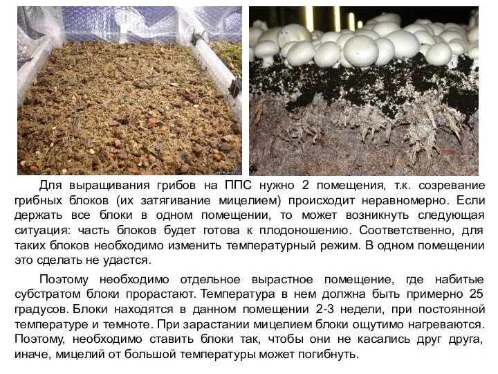 Для выращивания грибов на ППС нужно 2 помещения, т.к. созревание грибных блоков