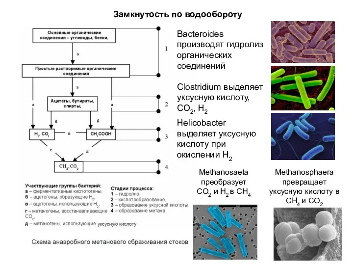 Замкнутость по водообороту Bacteroides производят гидролиз органических соединений Clostridium выделяет уксусную кислоту,