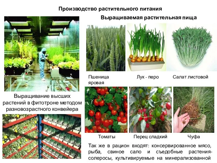 Выращивание высших растений в фитотроне методом разновозрастного конвейера Выращиваемая растительная пища Пшеница