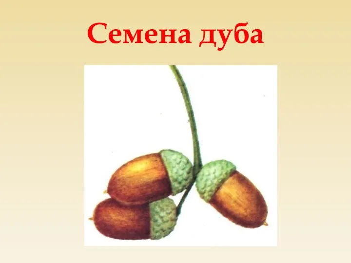 Семена дуба