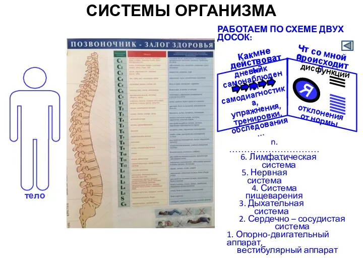 тело 1. Опорно-двигательный аппарат, вестибулярный аппарат СИСТЕМЫ ОРГАНИЗМА 2. Сердечно – сосудистая