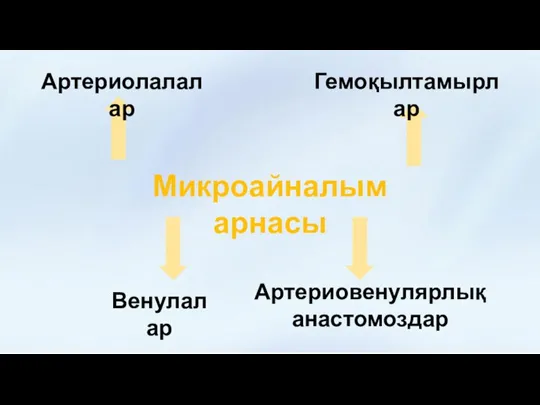 Микроайналым арнасы Артериолалалар Гемоқылтамырлар Венулалар Артериовенулярлық анастомоздар