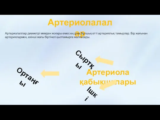 Артериолалалар Артериолаллар диаметрі мкмден жоғары емес ең ұсақ бұлшық етті артериялық тамырлар.