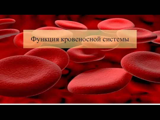 Функция кровеносной системы