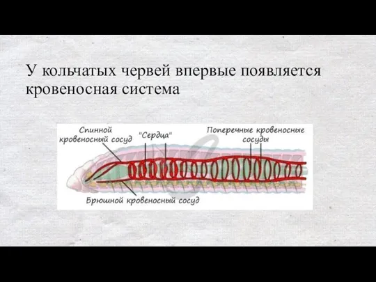 У кольчатых червей впервые появляется кровеносная система