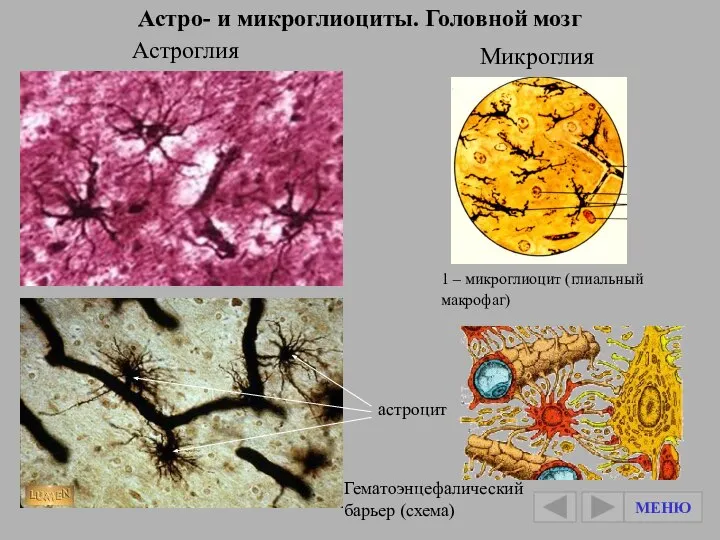 Астро- и микроглиоциты. Головной мозг Астроглия Микроглия 1 – микроглиоцит (глиальный макрофаг)
