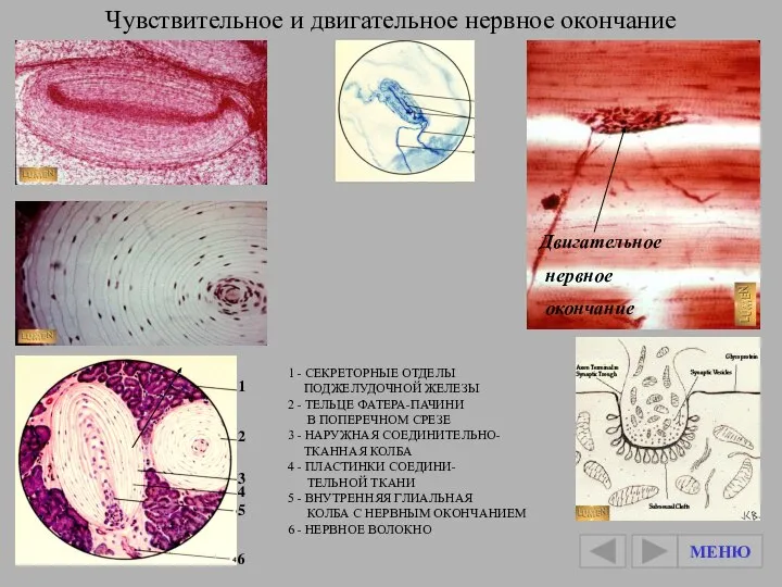 Чувствительное и двигательное нервное окончание 1 2 3 4 5 6 1