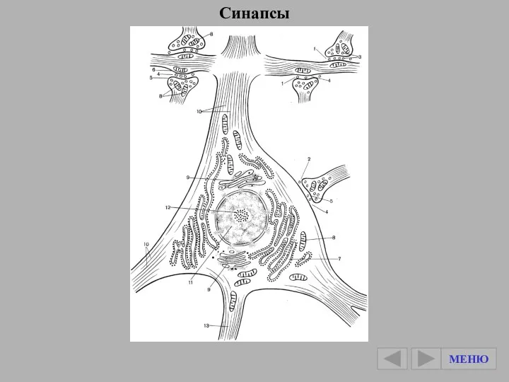 Синапсы МЕНЮ