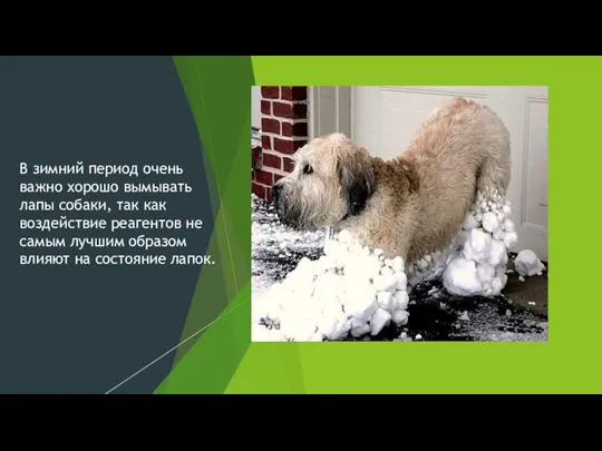 В зимний период очень важно хорошо вымывать лапы собаки, так как воздействие