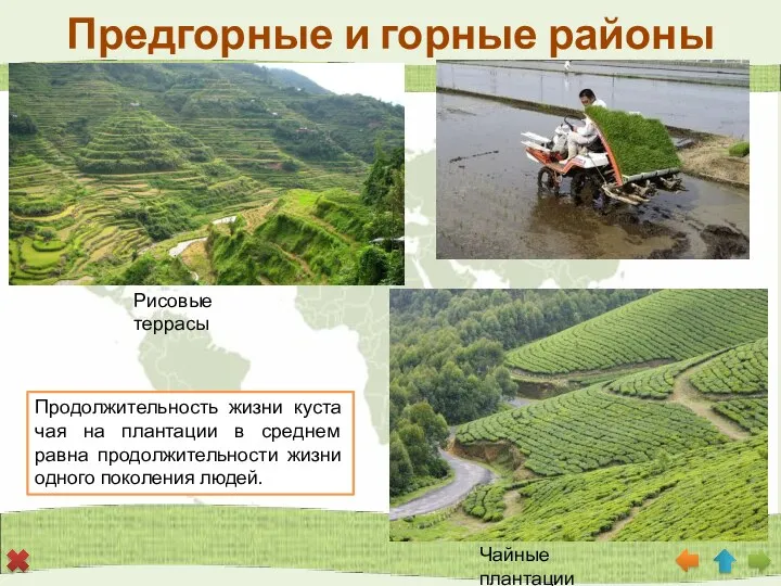 Предгорные и горные районы Рисовые террасы Чайные плантации Продолжительность жизни куста чая