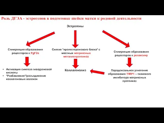 Роль ДГЭА - эстрогенов в подготовке шейки матки к родовой деятельности Стимуляция