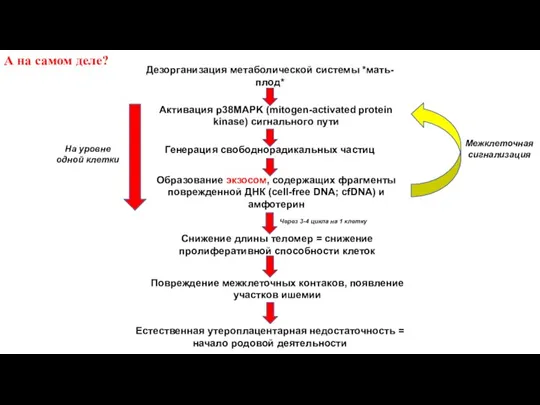 А на самом деле? Дезорганизация метаболической системы *мать-плод* Активация p38MAPK (mitogen-activated protein