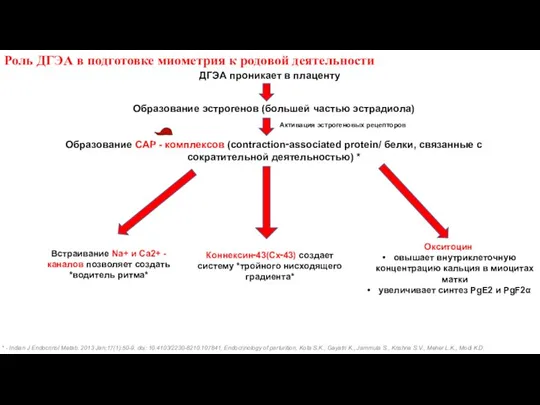 Роль ДГЭА в подготовке миометрия к родовой деятельности ДГЭА проникает в плаценту