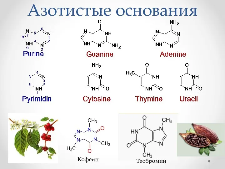 Азотистые основания Кофеин Теобромин