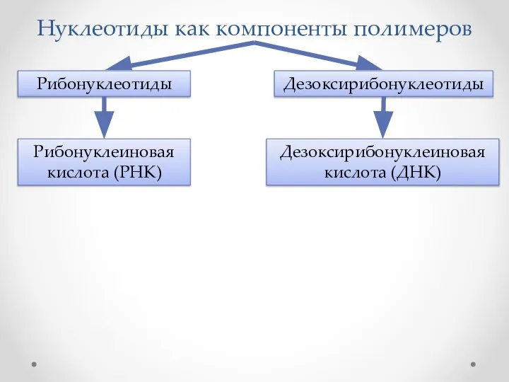 Нуклеотиды как компоненты полимеров Рибонуклеотиды Дезоксирибонуклеотиды Рибонуклеиновая кислота (РНК) Дезоксирибонуклеиновая кислота (ДНК)