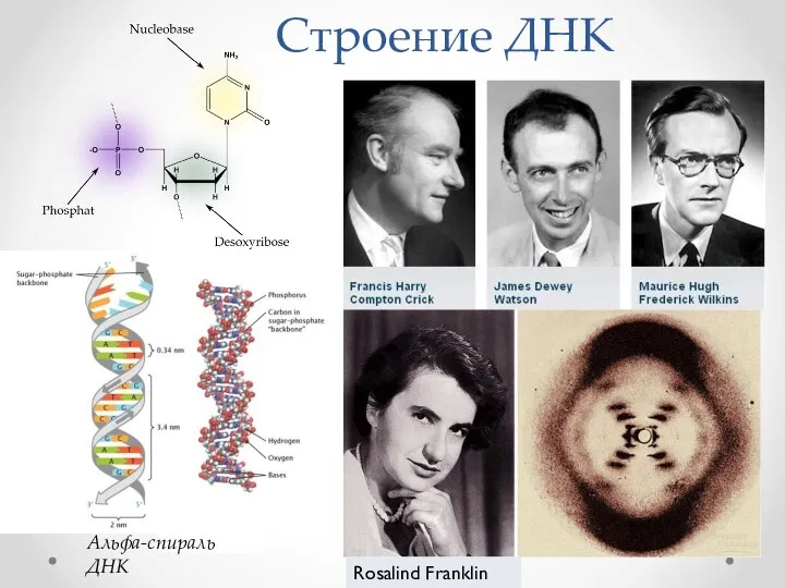 Строение ДНК Альфа-спираль ДНК Rosalind Franklin