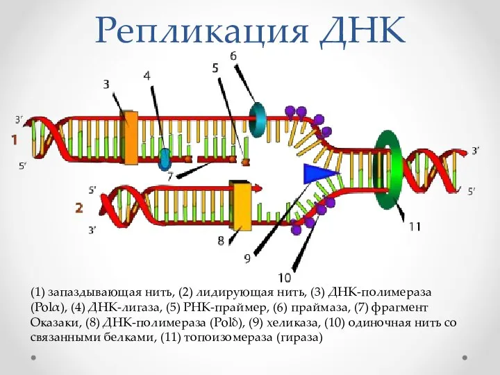 Репликация ДНК (1) запаздывающая нить, (2) лидирующая нить, (3) ДНК-полимераза (Polα), (4)