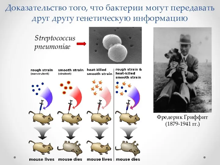 Доказательство того, что бактерии могут передавать друг другу генетическую информацию Фредерик Гриффит (1879-1941 гг.) Streptococcus pneumoniae