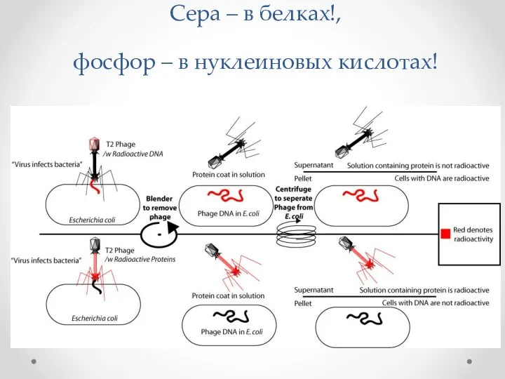 Сера – в белках!, фосфор – в нуклеиновых кислотах!