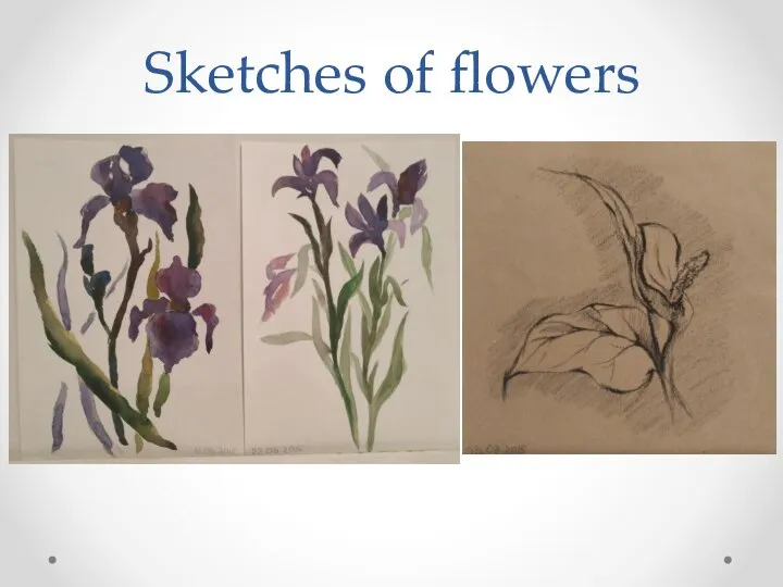 Sketches of flowers
