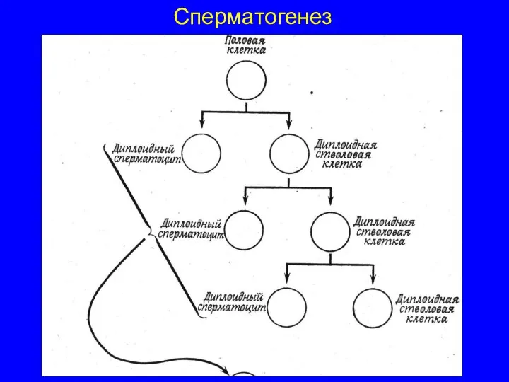 Сперматогенез