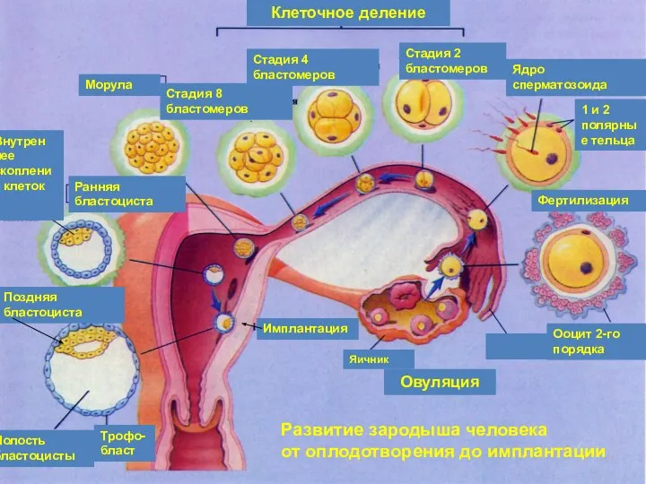 Яичник Овуляция Ооцит 2-го порядка Фертилизация 1 и 2 полярные тельца Ядро