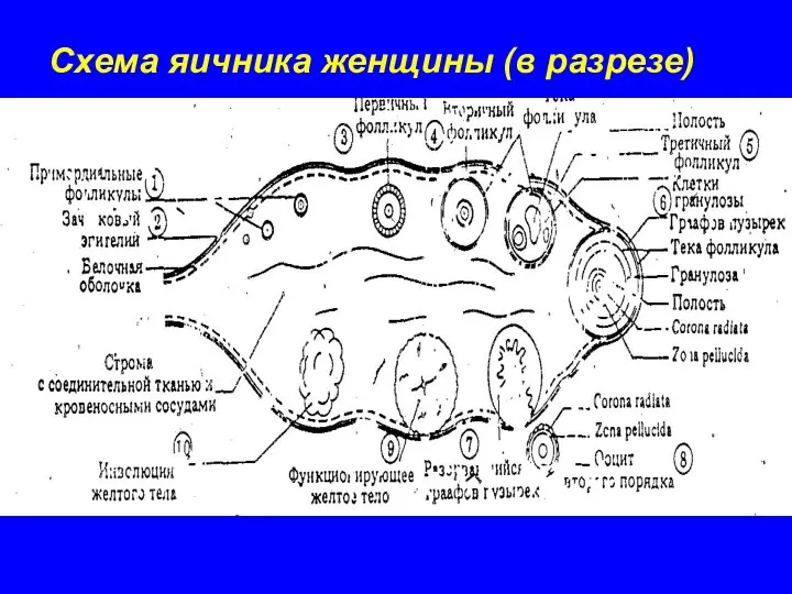 Схeмa яичника женщины (в разрезе)