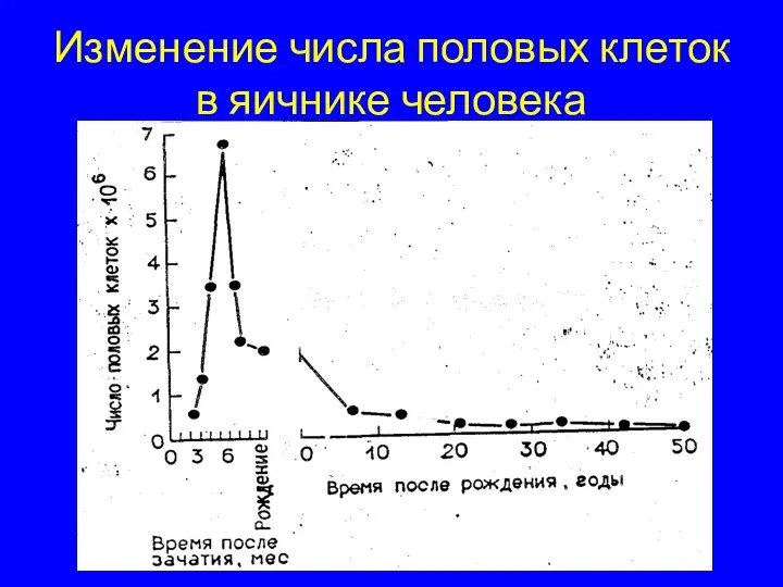 Изменение числа половых клеток в яичнике человека