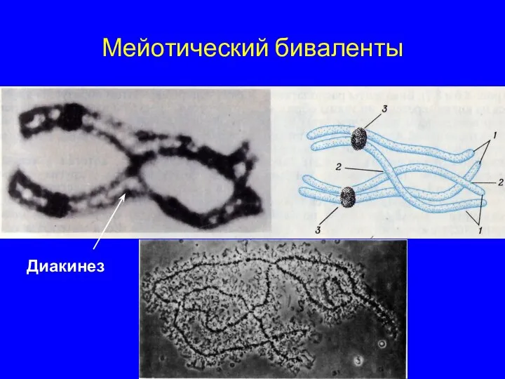 Мейотический биваленты Диакинез