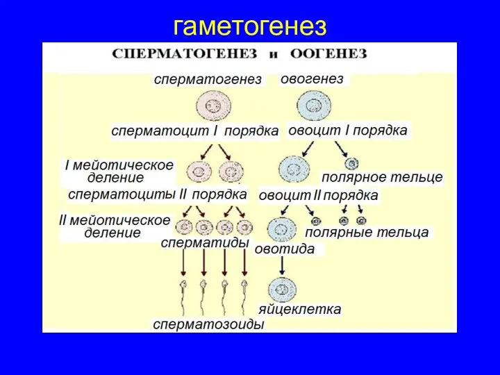 гаметогенез