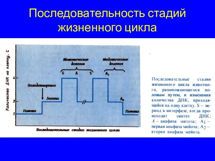 Последовательность стадий жизненного цикла