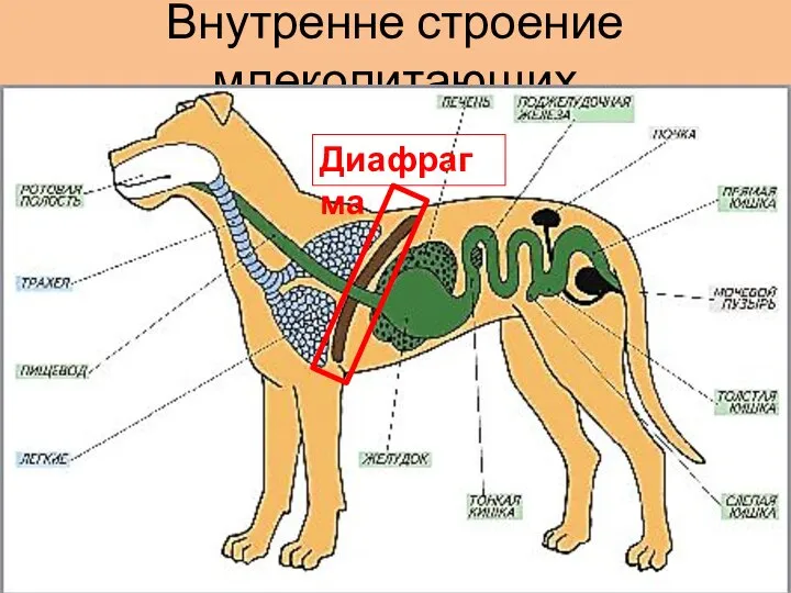 Внутренне строение млекопитающих Диафрагма