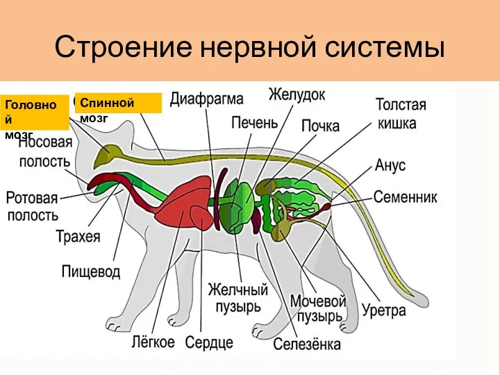 Строение нервной системы Головной мозг Спинной мозг