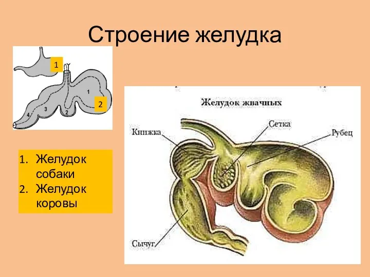 Строение желудка Желудок собаки Желудок коровы 1 2