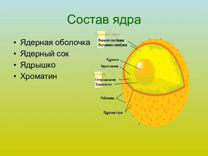 Состав ядра Ядерная оболочка Ядерный сок Ядрышко Хроматин