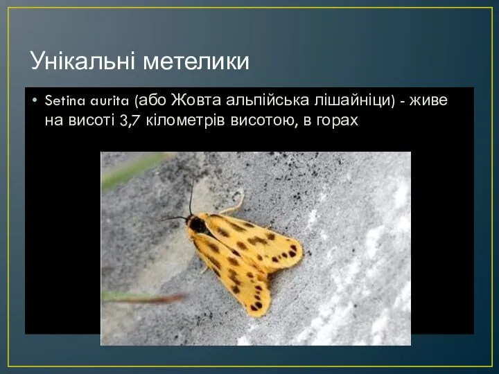 Унікальні метелики Setina aurita (або Жовта альпійська лішайніци) - живе на висоті