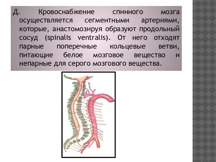 Д. Кровоснабжение спинного мозга осуществляется сегментными артериями, которые, анастомозируя образуют продольный сосуд