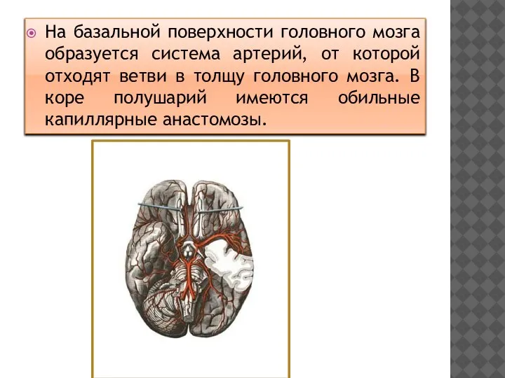На базальной поверхности головного мозга образуется система артерий, от которой отходят ветви