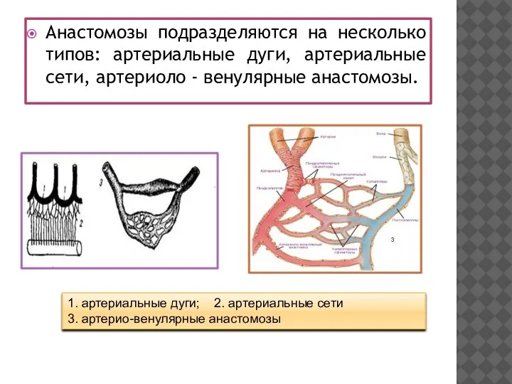 Анастомозы подразделяются на несколько типов: артериальные дуги, артериальные сети, артериоло - венулярные