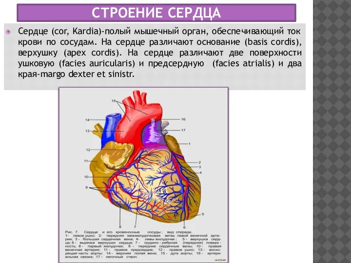 СТРОЕНИЕ СЕРДЦА Сердце (cor, Kardia)-полый мышечный орган, обеспечивающий ток крови по сосудам.