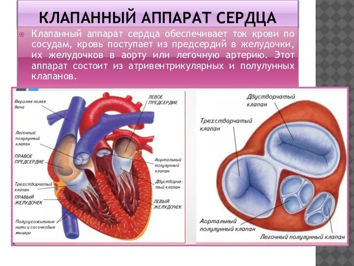КЛАПАННЫЙ АППАРАТ СЕРДЦА Клапанный аппарат сердца обеспечивает ток крови по сосудам, кровь