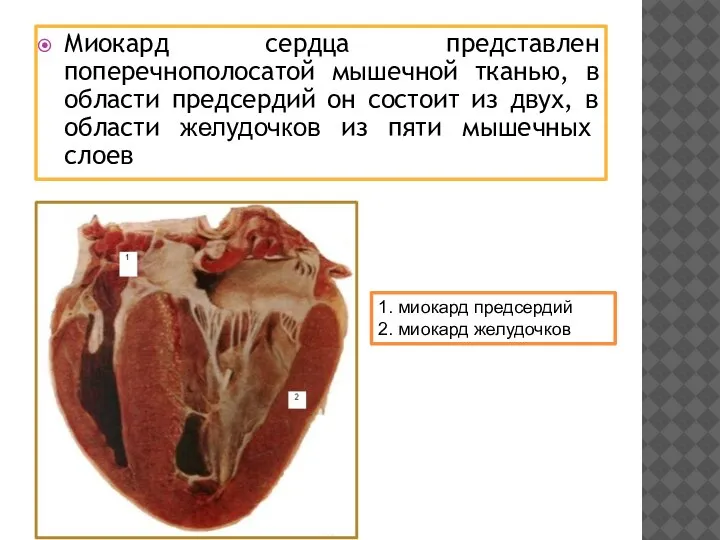 Миокард сердца представлен поперечнополосатой мышечной тканью, в области предсердий он состоит из