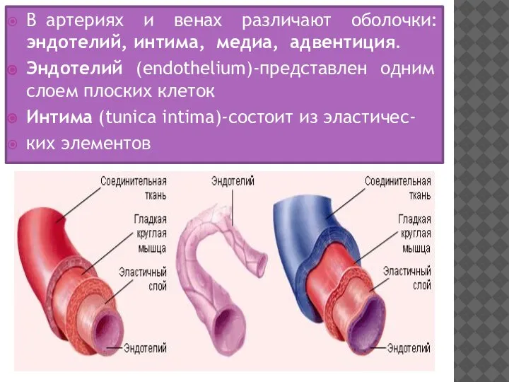 В артериях и венах различают оболочки: эндотелий, интима, медиа, адвентиция. Эндотелий (endothelium)-представлен