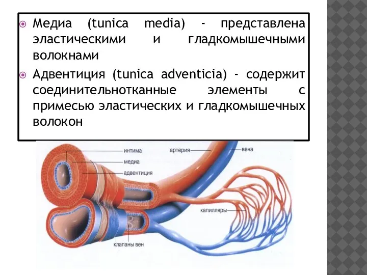 Медиа (tunica media) - представлена эластическими и гладкомышечными волокнами Адвентиция (tunica adventicia)