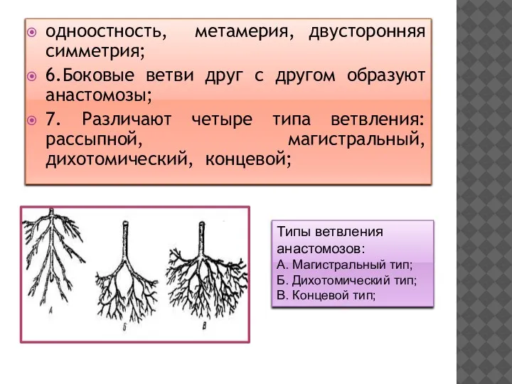 одноостность, метамерия, двусторонняя симметрия; 6.Боковые ветви друг с другом образуют анастомозы; 7.