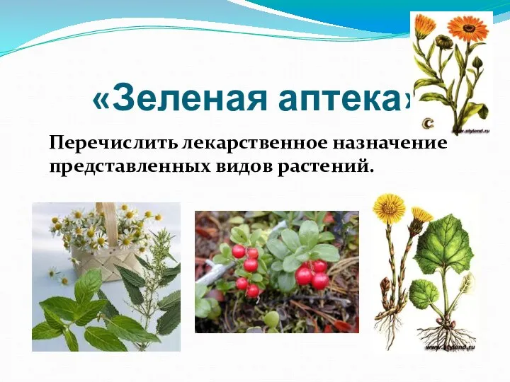 «Зеленая аптека» Перечислить лекарственное назначение представленных видов растений.
