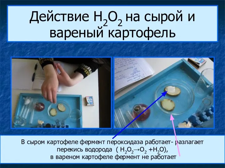 Действие H2O2 на сырой и вареный картофель В сыром картофеле фермент пероксидаза