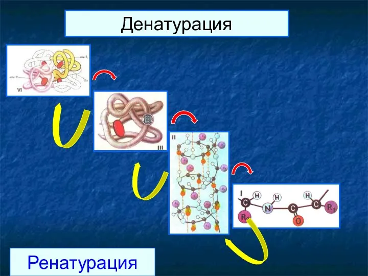 Денатурация Ренатурация